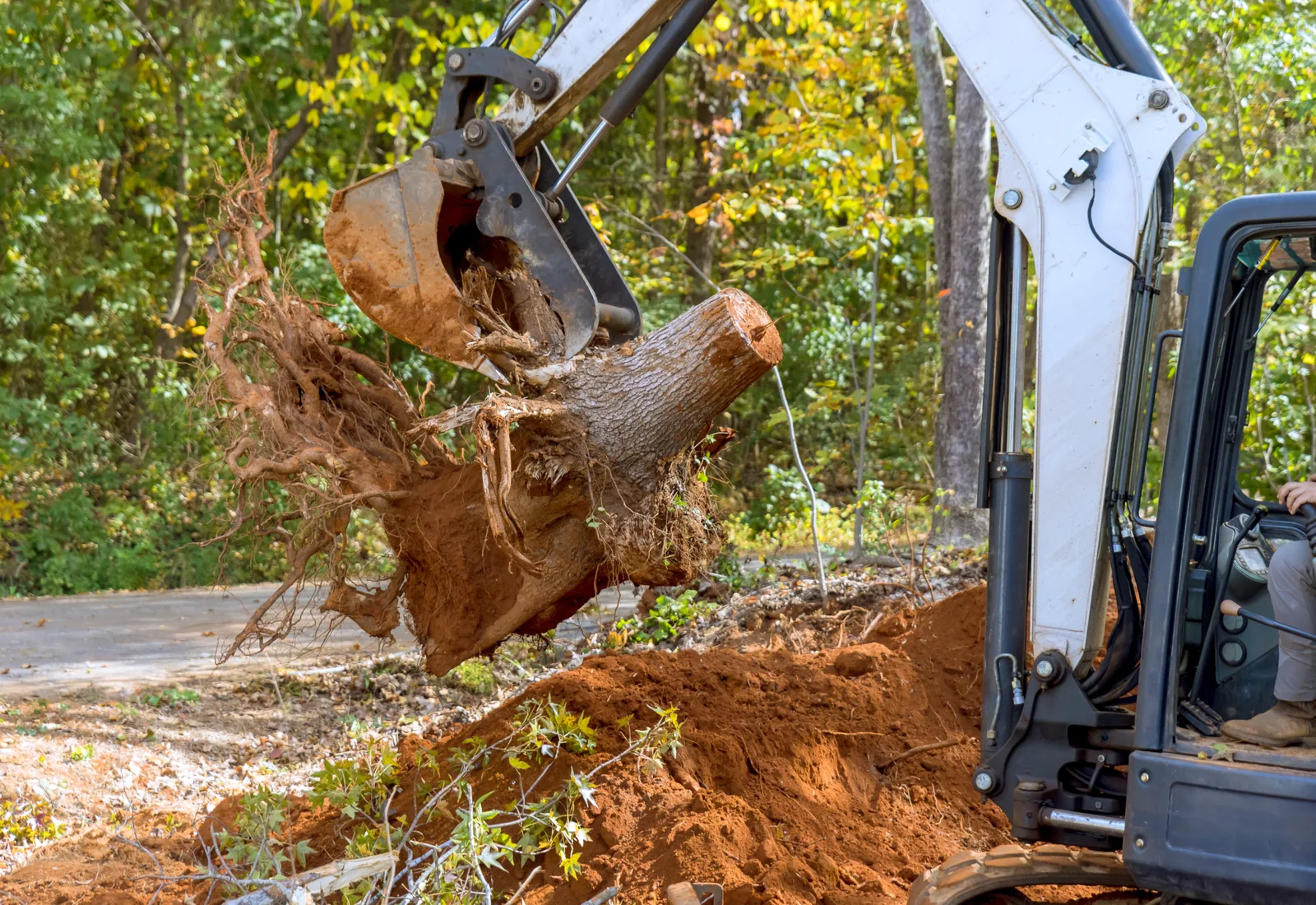 Excavator bucket holding a pulled tree stump with the root ball attached